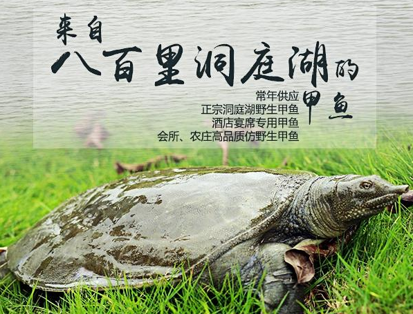  中华草龟的饲养和技术要点怎么样？