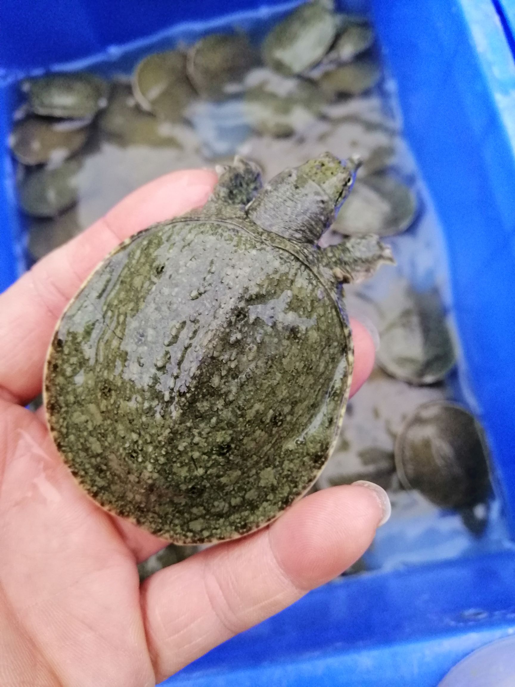 甲鱼苗 甲鱼苗