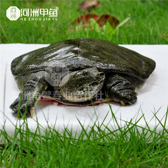 5斤大的野生甲鱼要养多久？[技术详解]