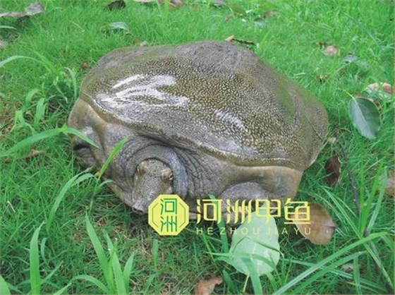 甲鱼