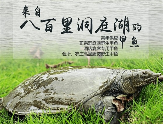 甲鱼 甲鱼