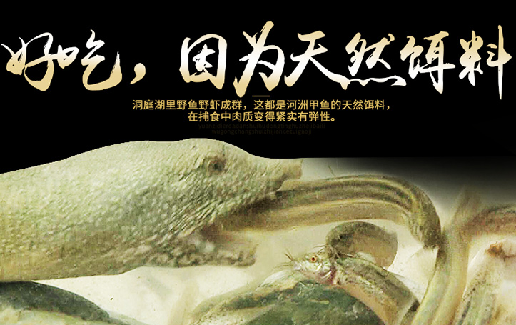 甲鱼批发