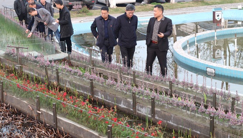 如何培育优质中华鳖苗？[今日聚焦]