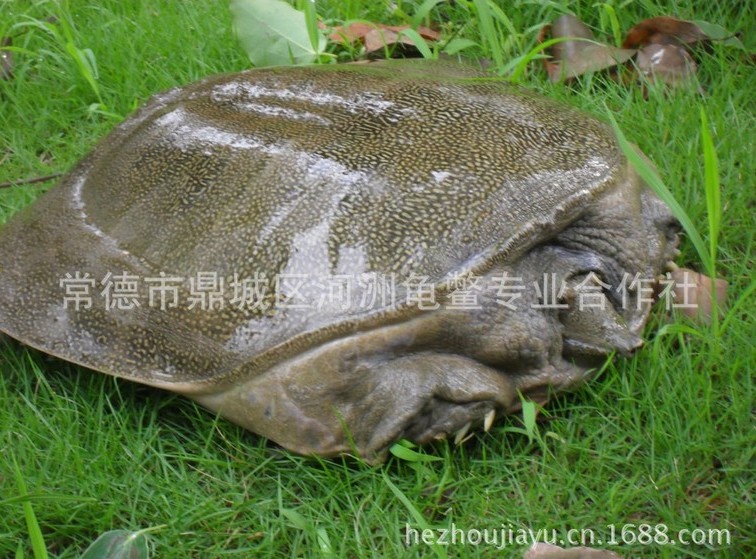 批发甲鱼苗多少钱一只？甲鱼苗价格实时更新！