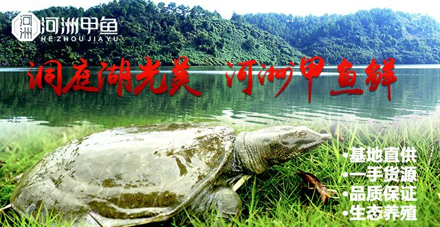 野生甲鱼价格